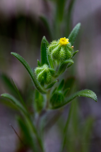 Compositae
